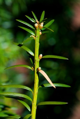 Taxus cuspidata - tis japonský - pupen líst